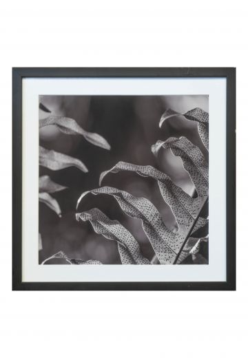 Black Framed Botanical Photograph