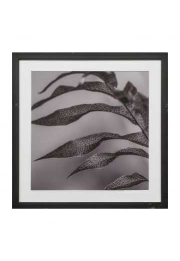 Black Framed Leaf Texture Photograph