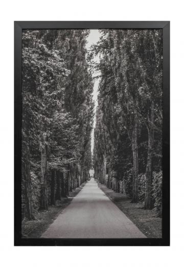 Black & White Trees Photograph