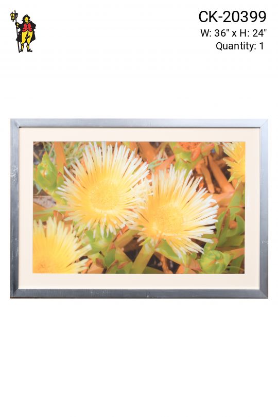 Framed "Suculent Flowers In The Dunes" Photograph