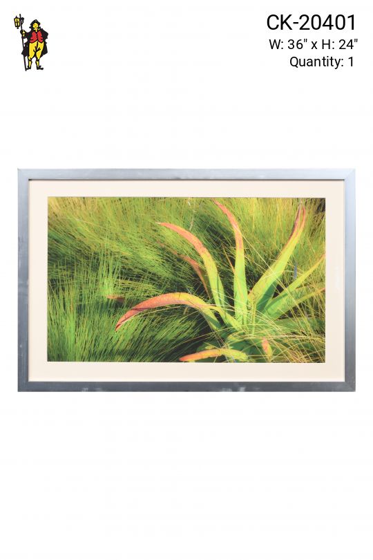 Framed "Aloe In The Dunes" Photograph