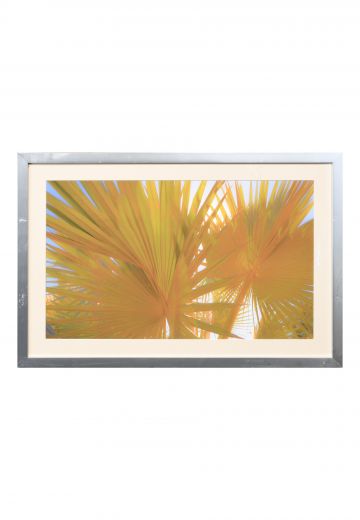 Framed Palms In The Sun Print