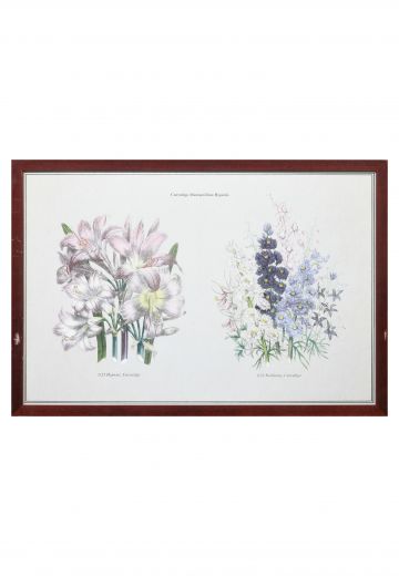 Framed Botanical Illustration