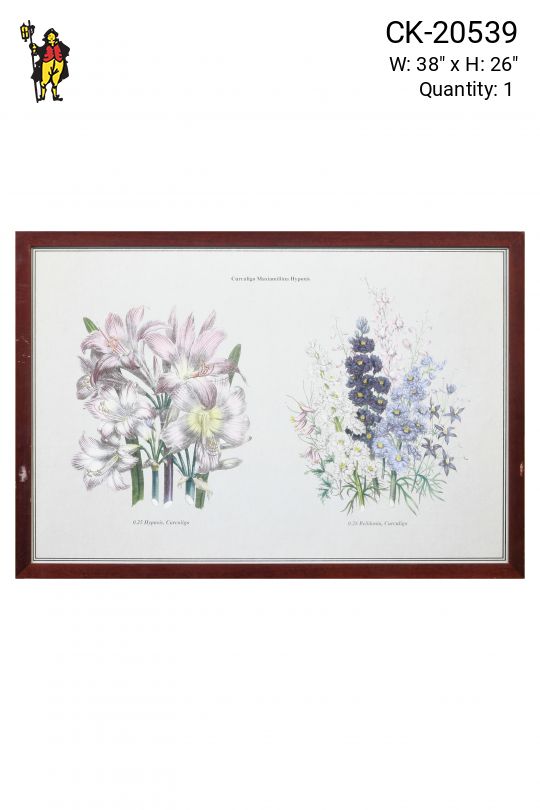 Framed Botanical Illustration