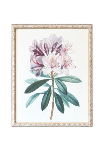Framed Botanical Illustration