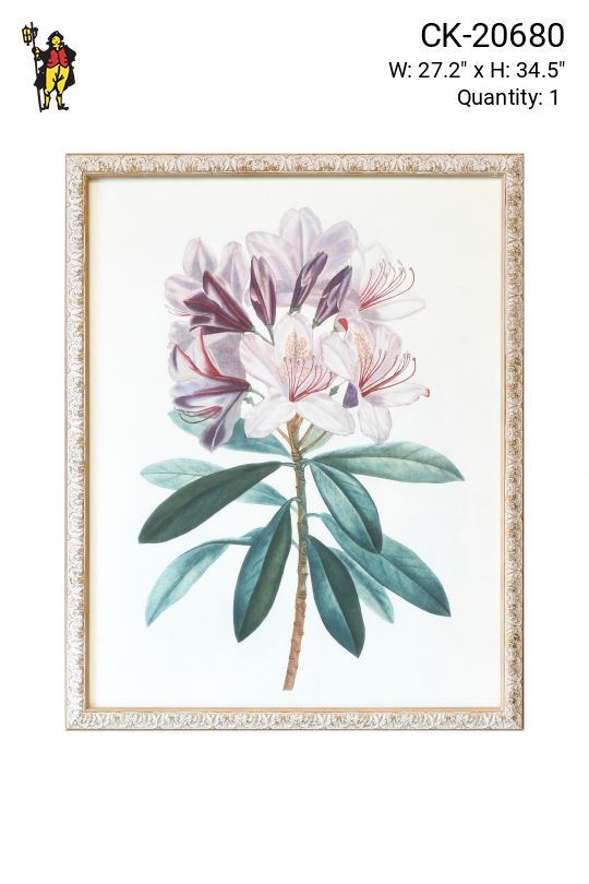 Framed Botanical Illustration
