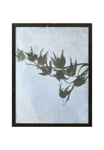 Framed Minimalist Cyanotype Photograph