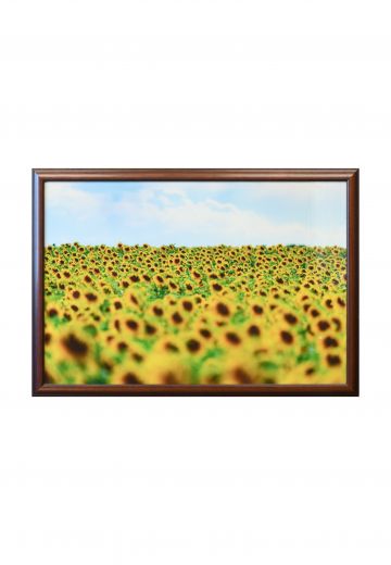 Framed Vast Sunflower Field Photograph