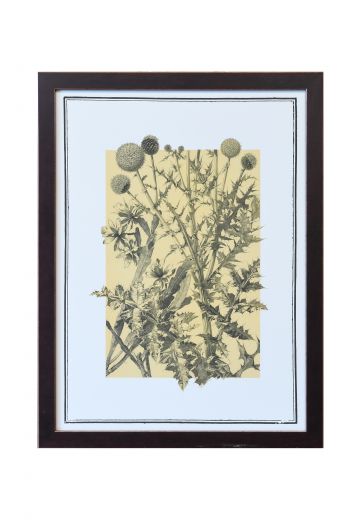 Framed Cleared Botanical Illustration
