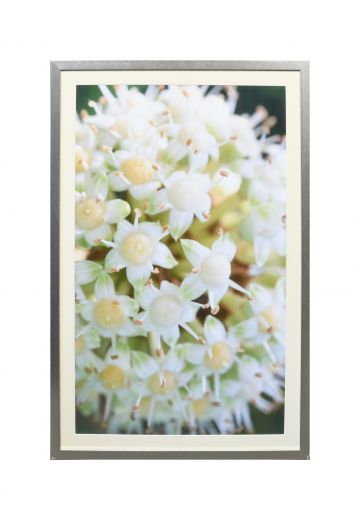 Framed Cleared Macro Floral Photograph