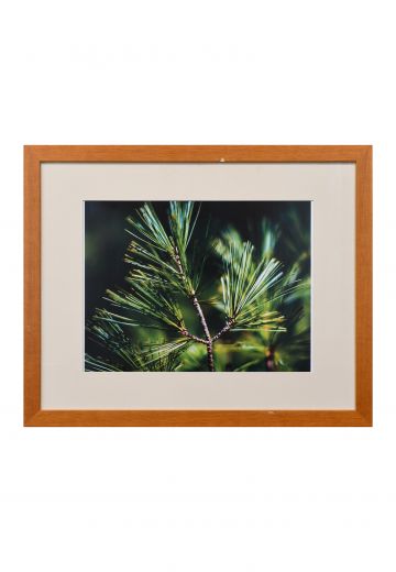 Framed Cleared Tree Branch Macro Photograph