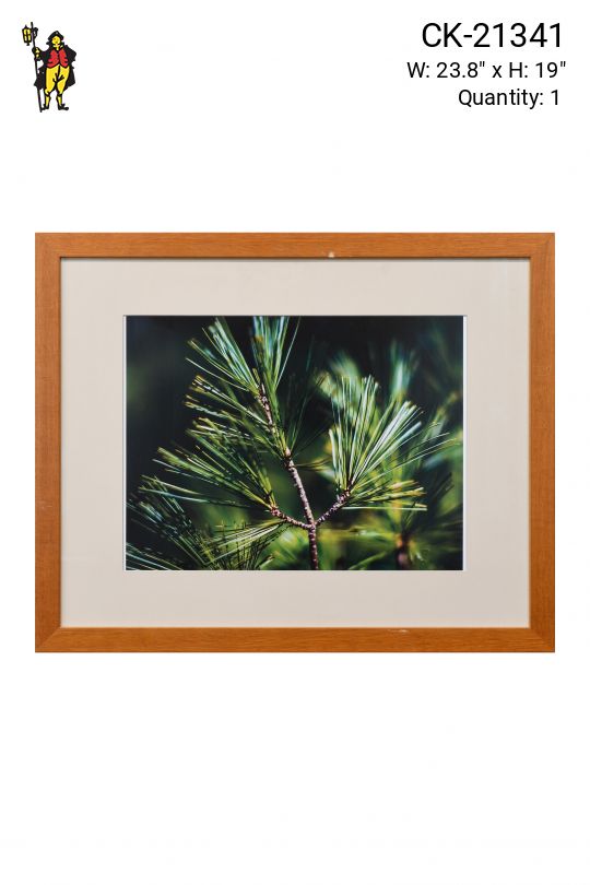 Framed Cleared Tree Branch Macro Photograph