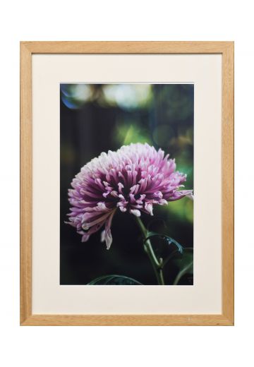 Framed Cleared "Macro Pink Flower" Photograph