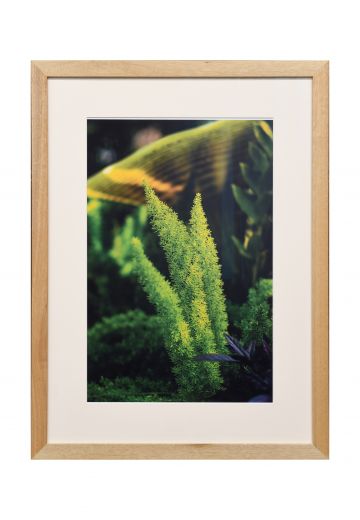 Framed Cleared "Macro Green Plant" Photograph
