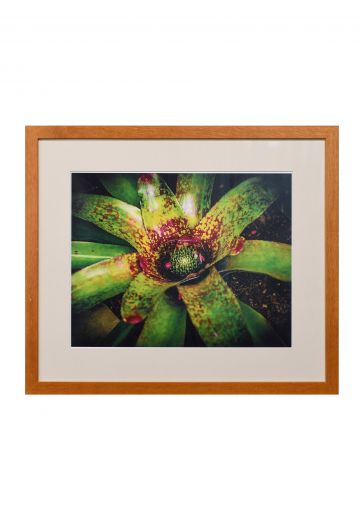 Framed Cleared "Macro Plant" Photograph