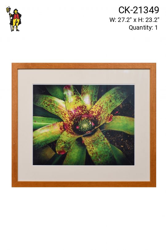 Framed Cleared "Macro Plant" Photograph