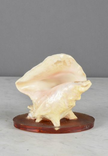 Small Sea Shell Table Lamp